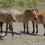 horseback riding Przewalski's horse (Toronto Zoo).