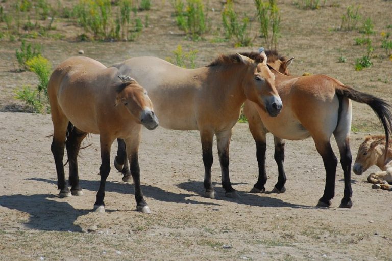 horseback riding Przewalski's horse (Toronto Zoo).