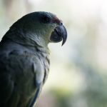 Psittacus, cortometraggio di Lorenzo Daniele