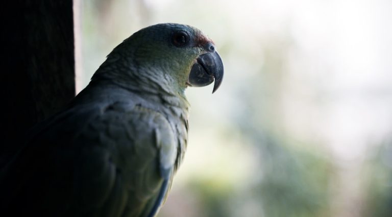 Psittacus, cortometraggio di Lorenzo Daniele