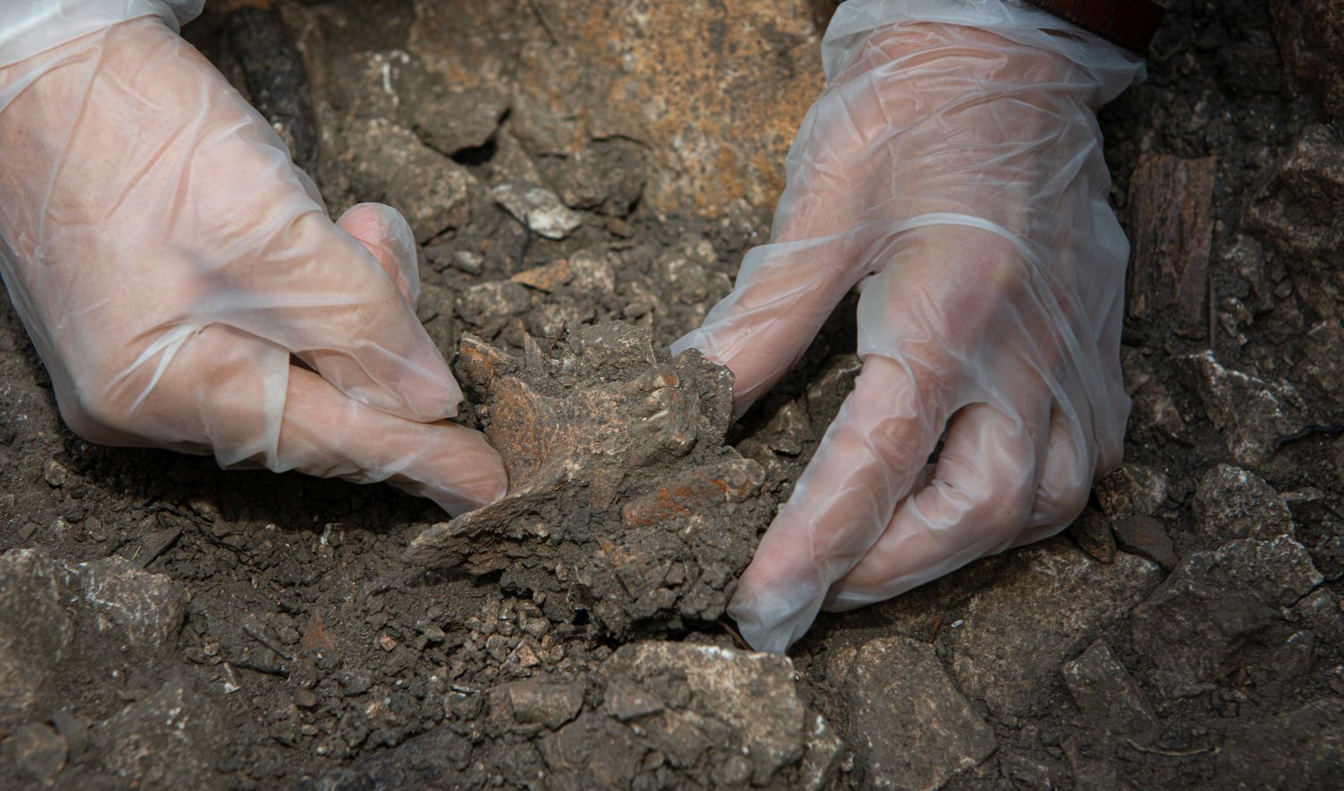 Thorin Neanderthal lineage from Grotte Mandrin