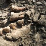 Thorin Neanderthal lineage from Grotte Mandrin