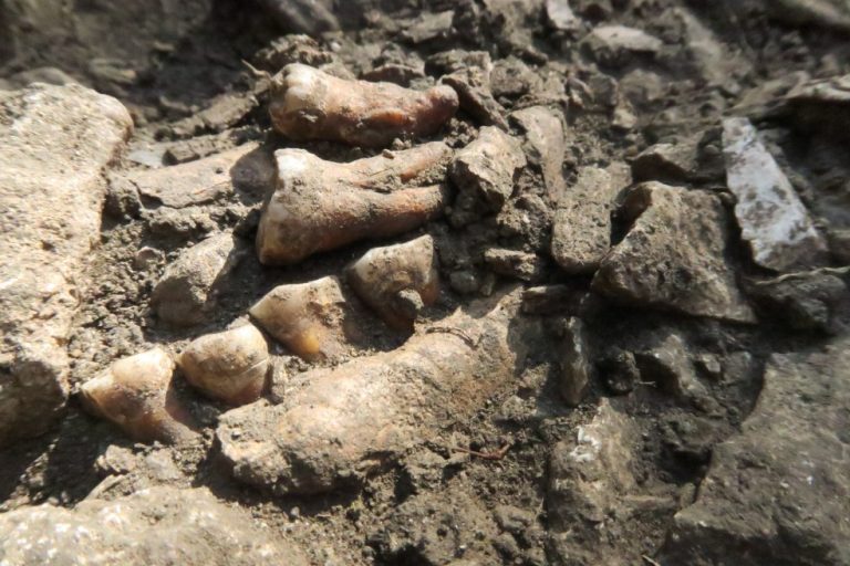 Thorin Neanderthal lineage from Grotte Mandrin