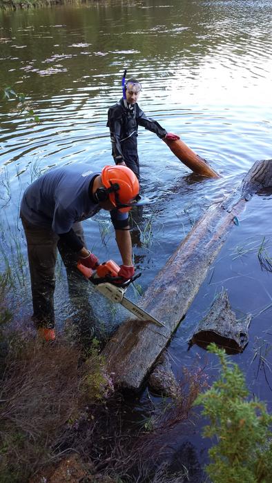 In Scotland, where virtually no living trees going back many hundreds of years are left, the team collected subfossil wood from lake bottoms for dendrochronological analysis in the lab. Photo Courtesy of Valerie Trouet