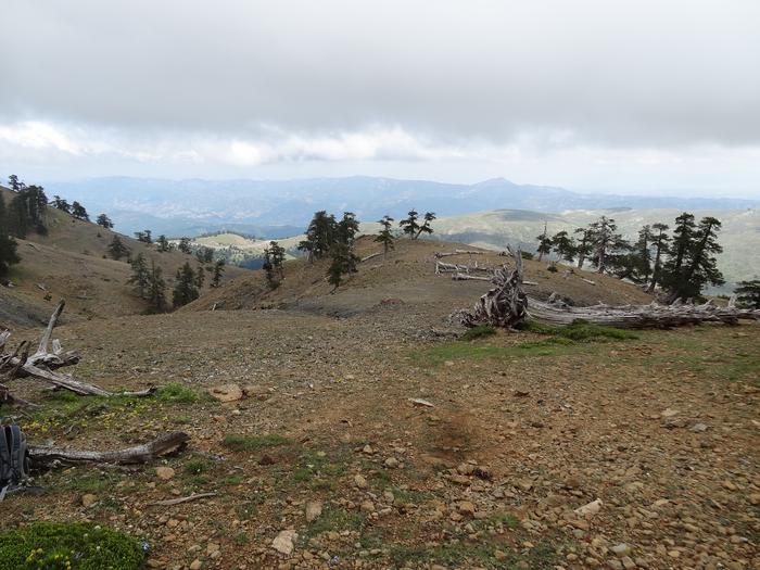 Wood samples from the Balkan region were among those analyzed for this study. Photo Courtesy of Valerie Trouet