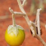 Martu hunter-gatherer practices agriculture Bush raisin (Solanum centrale)