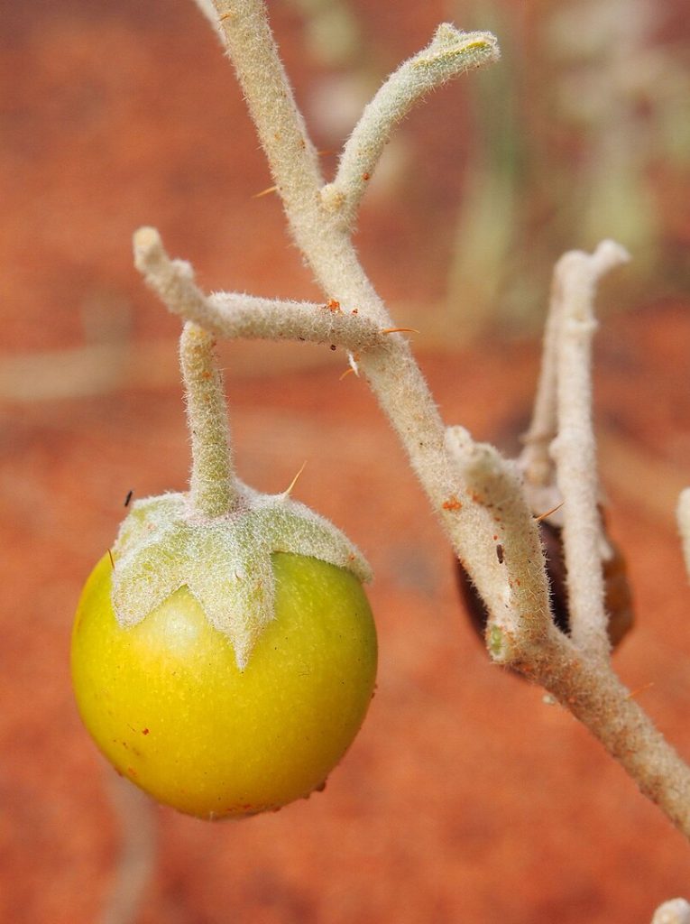 Martu hunter-gatherer practices agriculture Bush raisin (Solanum centrale)