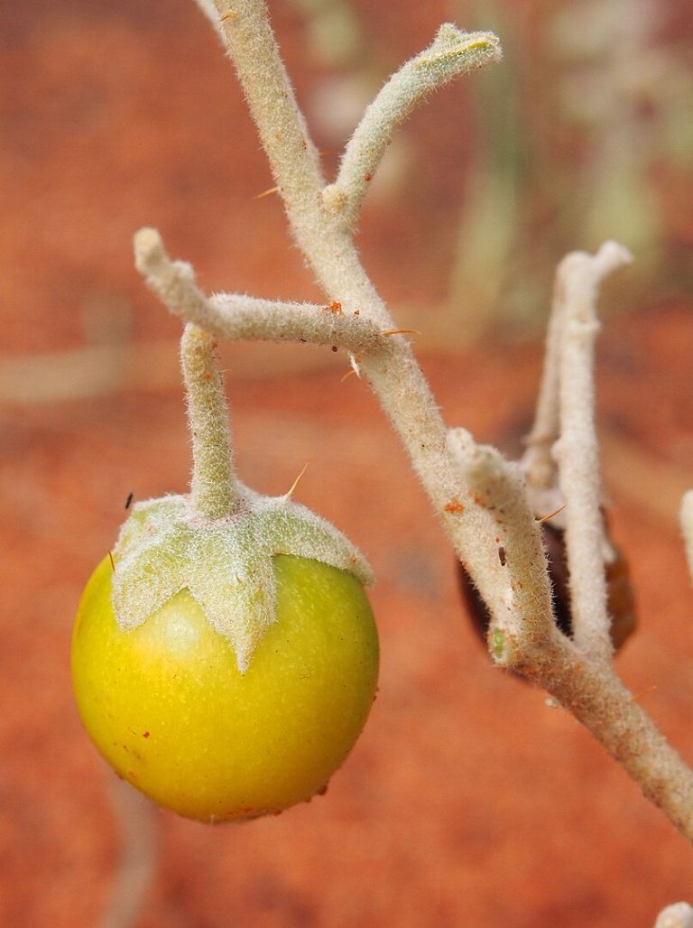 Martu hunter-gatherer practices agriculture Bush raisin (Solanum centrale)