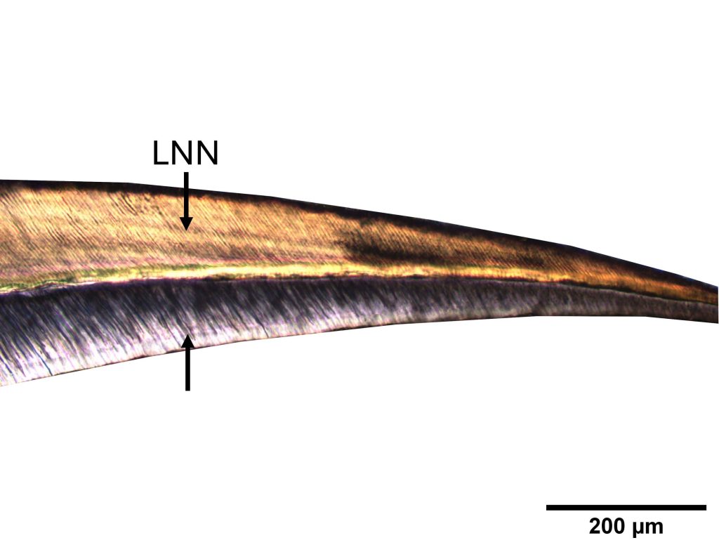 Neonatal line of a baby’s central incisor from the Olèrdola (Alt Penedès) site. Credit: Biological Anthropology Unit, UAB