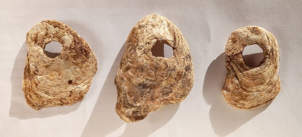 Ostriche forate neolitiche riferibili alla fine del VI millennio a.C. (Foto di Gigliola Antonazzi)