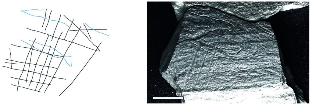 Plaquette 282. Dimensions of engraving: 6cm (L) x 5cm (W); Location: Central part of a fragmented plaquette, flat surface; Fish: Fusiform shape, cranial, dorsal, and ventral sections, partial forked tail; Engraving: Fish first, followed by the net; fish at the center. Credits: Robitaille et al., 2024, PLOS ONE, CC-BY 4.0