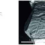 Gönnersdorf fishing Paleolithic nets Plaquette 282. Dimensions of engraving: 6cm (L) x 5cm (W); Location: Central part of a fragmented plaquette, flat surface; Fish: Fusiform shape, cranial, dorsal, and ventral sections, partial forked tail; Engraving: Fish first, followed by the net; fish at the center. Credits: Robitaille et al., 2024, PLOS ONE, CC-BY 4.0