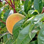 Peaches North America