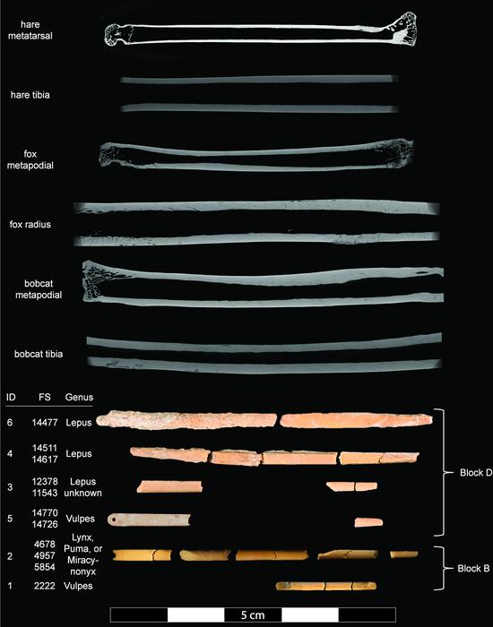 Bone needle and needle preform reconstructions and Micro-CT scans of comparative faunal specimens. Pelton et al., 2024, PLOS ONE, CC-BY 4.0