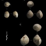 Marine fossils discovered in level 4 of the Prado Vargas cave (A) (B) Tylostoma ovatum; (C) Tylostoma cossoni