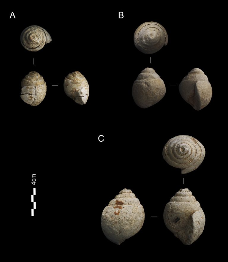 Neanderthals fossil collectors Marine fossils discovered in level 4 of the Prado Vargas cave (A) (B) Tylostoma ovatum; (C) Tylostoma cossoni