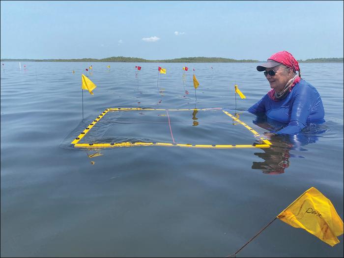 Maya salt works at Jay-yi Nah An excavation grid is put in place to mark an area of high-density pottery on the sea floor.– Credit: E.C. Sills