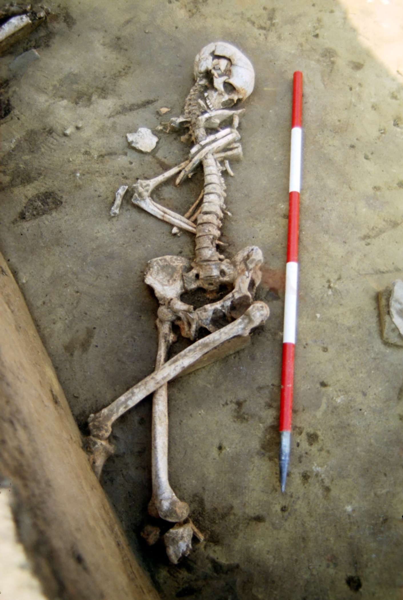 Skeletons from the Asparn-Schletz Massacre (C: Landessammlungen Niederösterreich resp. C: State Collections of Lower Austria)