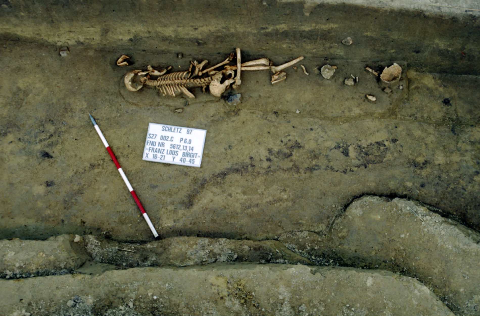 Skeletons from the Asparn-Schletz Massacre (C: Landessammlungen Niederösterreich resp. C: State Collections of Lower Austria)