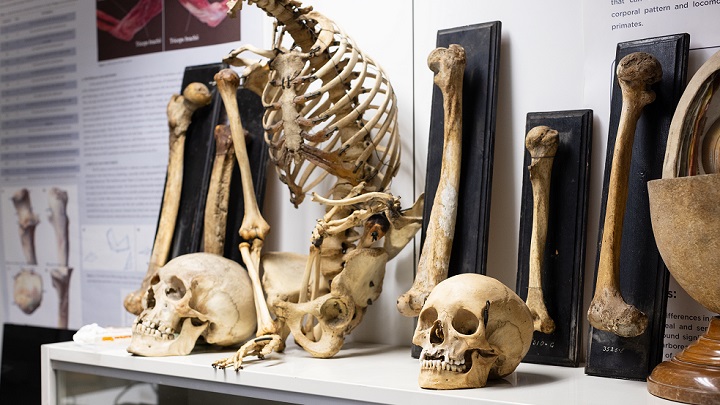 he results obtained through the study of bones support those of the muscle proportions obtained from anatomical dissections in present-day humans and primates