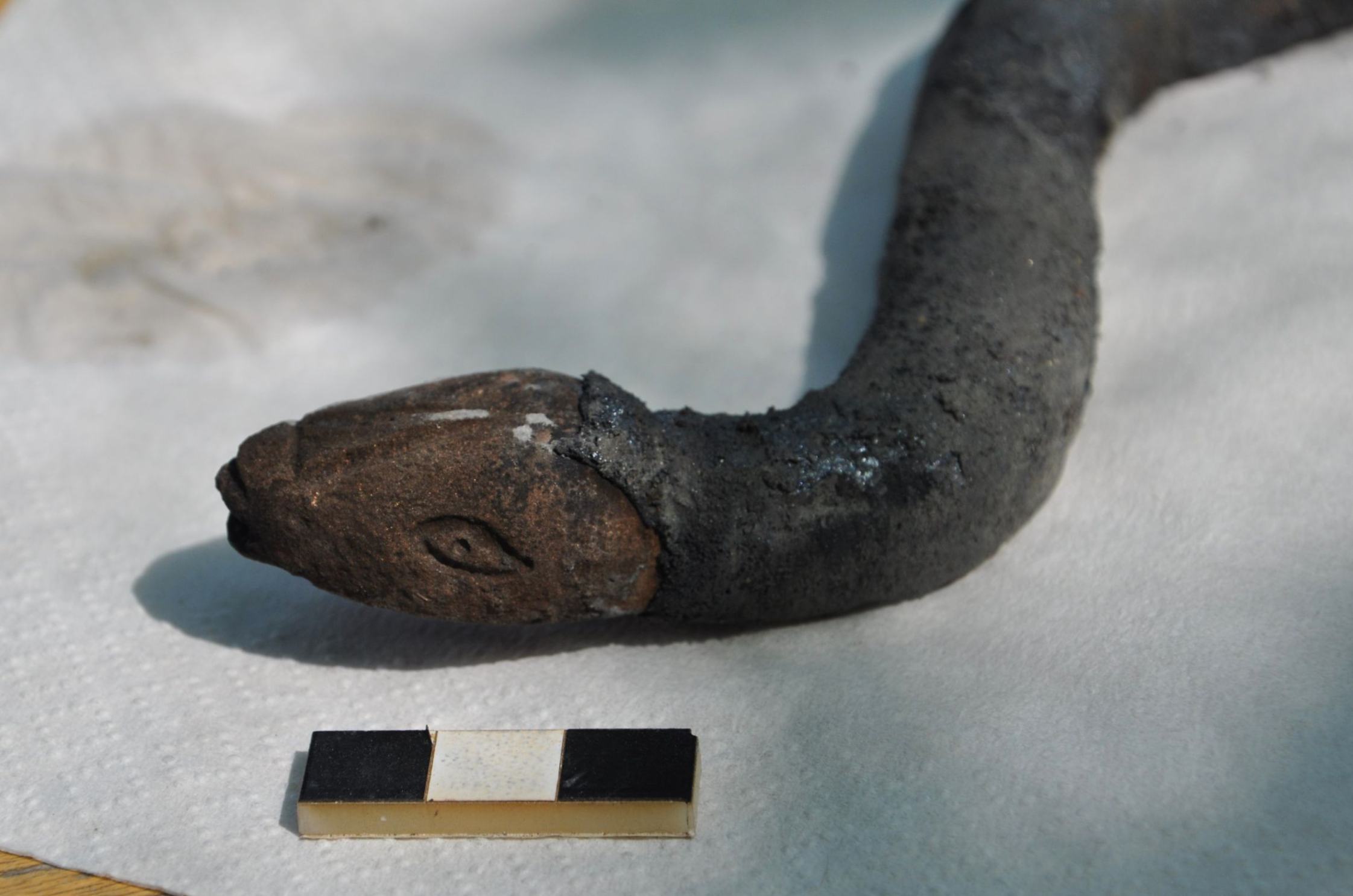 Dettaglio del serpente. Foto © Soprintendenza Archeologia, Belle Arti e Paesaggio per le provincie di Siena, Grosseto e Arezzo, Comune di San Casciano dei Bagni, UNISTRASI - Università per Stranieri di Siena. Foto di Alessandra Fortini