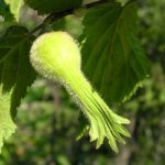 genetic Beaked hazelnut (Corylus cornuta): an immature fruit showing the "beak". Flickr Photo by the Superior National Forest, CC BY 2.0