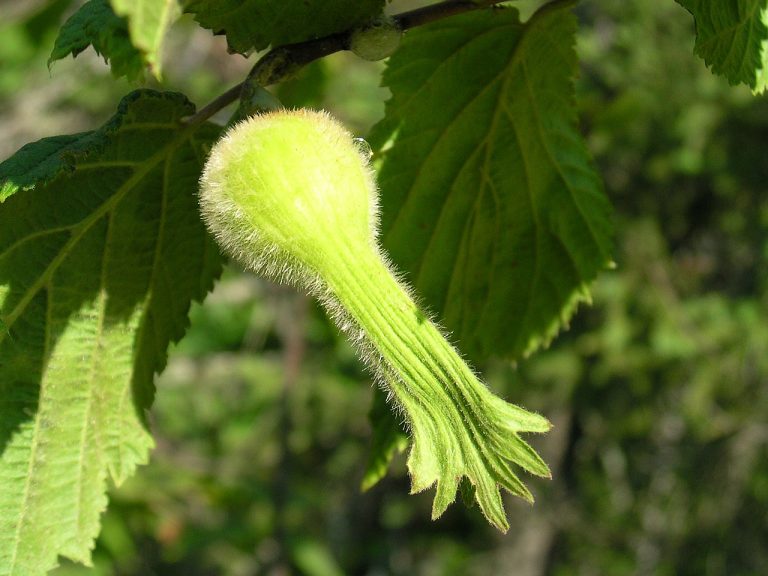 genetic Beaked hazelnut (Corylus cornuta): an immature fruit showing the "beak". Flickr Photo by the Superior National Forest, CC BY 2.0