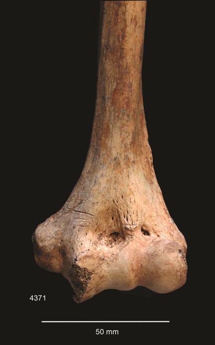 Cutmarks on distal left humerus. Image credit: Schulting et al. Antiquity, December 2024