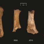 Butchered bones from the Early Bronze Age site of Charterhouse Warren showing damage attributed to possible human chewing—from left to right: metatarsal 1, metatarsal, clavicle, metatarsal. Image credit: Schulting et al. Antiquity, December 2024