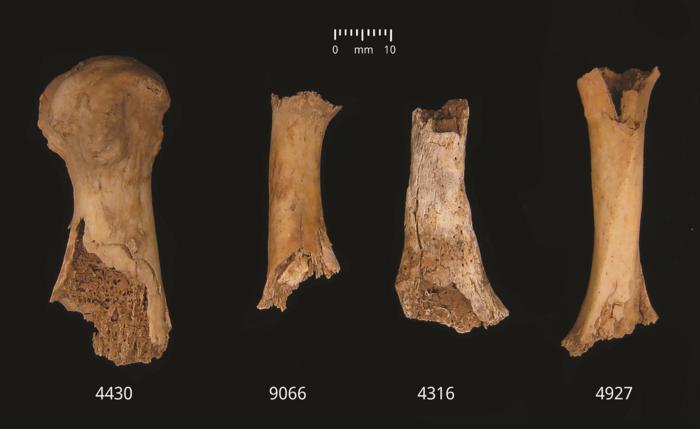 Butchered bones from the Early Bronze Age site of Charterhouse Warren showing damage attributed to possible human chewing—from left to right: metatarsal 1, metatarsal, clavicle, metatarsal. Image credit: Schulting et al. Antiquity, December 2024