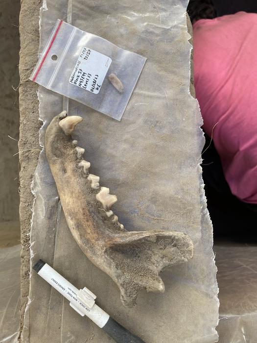 Researchers unearthed this 8,100-year-old canine jawbone in interior Alaska in June 2023. The bone, along with a 12,000-year-old leg bone discovered at a nearby site, are the earliest evidence that ancestors of today's dogs formed close relationships with people in the Americas. Photo Credits: Courtesy of Zach Smith