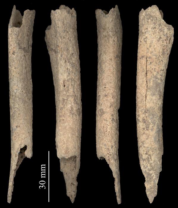 The jawbone and the leg bone, seen here in a composite scan, both showed substantial contributions from salmon proteins in lab testing, leading researchers to conclude that humans had fed the fish to the dogs. Photo Credits: François Lanoë/University of Arizona School of Anthropology