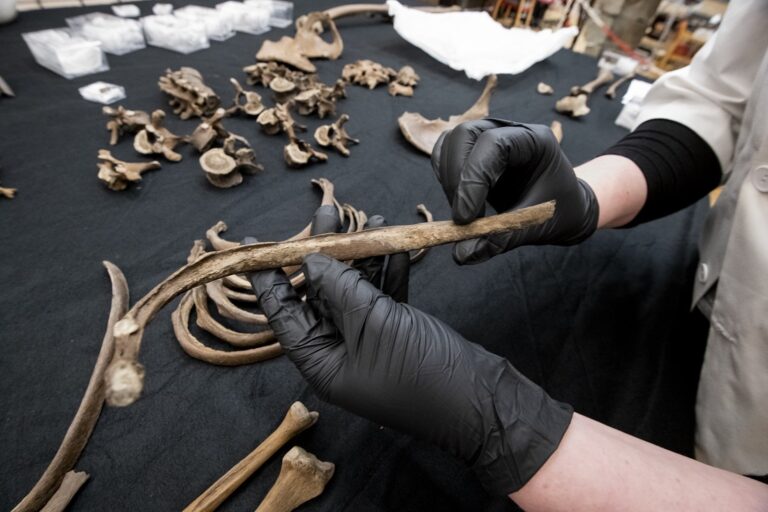 On the inside of the ribs, the researchers found a coating called pleural plaque. This has led to theories that, for example, he may have been a stonemason or similar, Photo: Åge Hojem, NTNU Science Museum