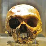Early humans availability Homo neanderthalensis, skull from Monte Circeo; currently at MUSE, Trento. Picture by Ghedoghedo, CC BY-SA 4.0