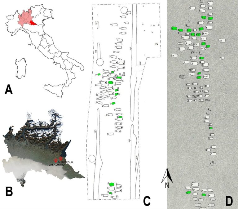 Quanto crescevano i bambini nel Medioevo? Dall’analisi dei denti da latte, provenienti dalle necropoli di Casalmoro e Guidizzolo (Mantova, Lombardia) indizi e informazioni sullo sviluppo infantile nel VII sec d. C. (A) La posizione della Lombardia (rosso chiaro) e della provincia di Mantova (in rosso) nella penisola italiana; (B) cartina geografica della Lombardia con le posizioni delle necropoli Casalmoro e Guidizzolo (cartina modificata da: https://earthobservatory.nasa.gov/); (C) scavi alla necropoli di Casalmoro; (D) scavi alla necropoli di Guidizzolo (in verde le tombe investigate nello studio). Crediti per l'immagine: © 2024 Magri et al., CC BY 4.0