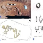 Kaukasus-Niederwolga-Population CLV Fig. 1: Photo of Remontnoye (3766-3637 calBCE), with a spiral temple ring, which later would be one of the consistent artifactual attributes of Yamnaya graves, but her pose contracted on the side was like Maikop, not Yamnaya, and she has about 40% Maikop-like genetic ancestry. Interesting image because of the mixture of traits. C: Natalia Shishlina (co-author of "The Genetic Origin of the Indo-Europeans")