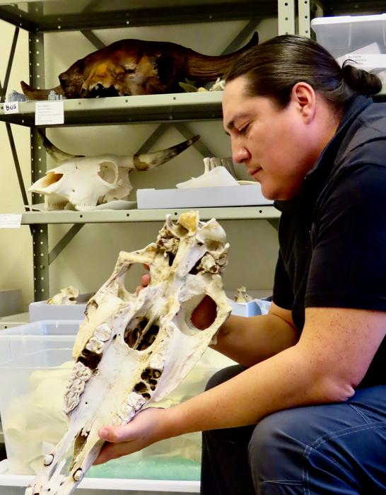 Chance Ward with a horse skull at the CU Museum of Natural History. Photo Credits: Samantha Eads