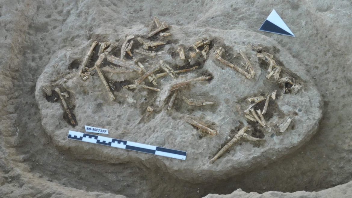 A new Argon-Argon (⁴⁰Ar/³⁹Ar) radioisotopic dating method of volcanic fossil sites radioisotopic dating Argon-Argon (⁴⁰Ar/³⁹Ar) A view from the Sofular excavation site showing fossil distribution within a sandstone layer composed of reworked volcanic material. This deposit overlies a lapilli tuff layer dated to 8.42 million years ago. The exposed skeletal elements—such as lower jaws, and leg and arm bones—mostly belong to herbivorous mammals resembling modern antelopes and horses. Photo: Ferhat Kaya
