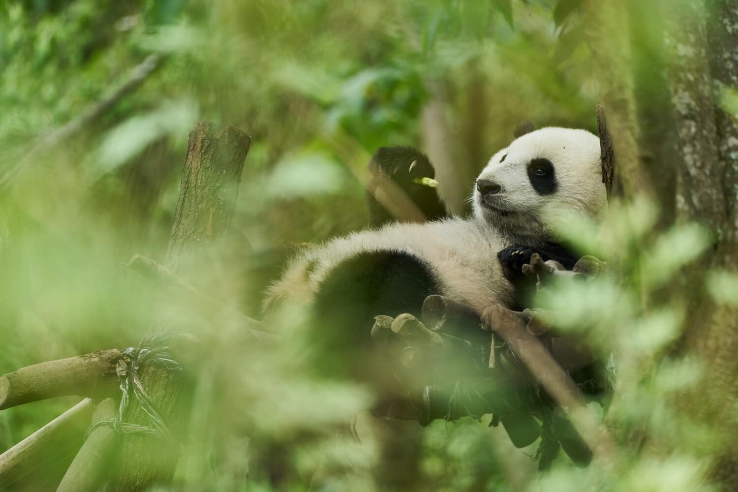 Moon il panda, film di Gilles de Maistre