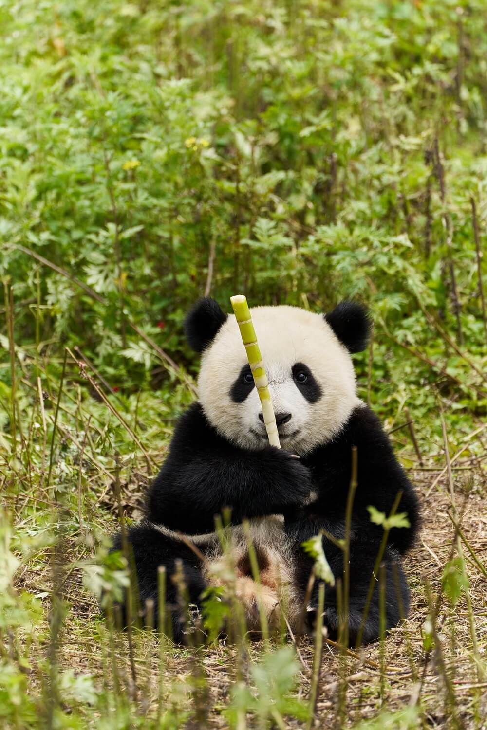 Moon il panda, film di Gilles de Maistre