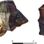 Tel Shiqmona purple dye factory Hexaplex trunculus shell collected near Tel Shiqmona. 400 such shells were identified by two free-style divers within 90 mins at a depth of one to two meters on October 20, 2020. Photo by Ayelet Gilboa. Shalvi et al., 2025, PLOS One, CC-BY 4.0