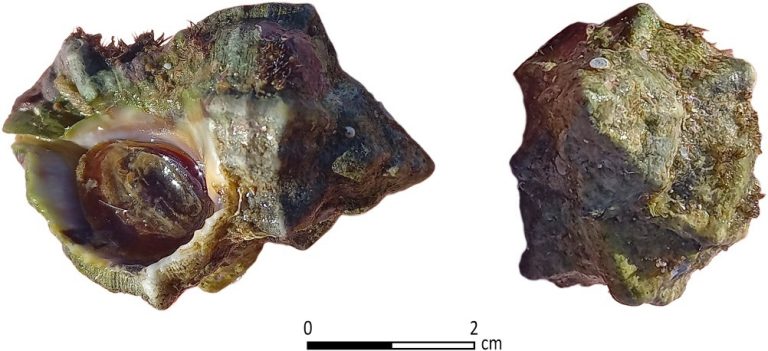 Tel Shiqmona purple dye factory Hexaplex trunculus shell collected near Tel Shiqmona. 400 such shells were identified by two free-style divers within 90 mins at a depth of one to two meters on October 20, 2020. Photo by Ayelet Gilboa. Shalvi et al., 2025, PLOS One, CC-BY 4.0