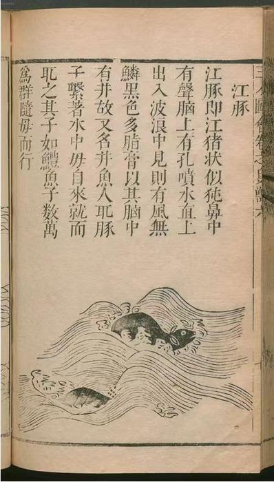 A Ming Dynasty woodblock-printed illustration from "Sancai Tuhui" (in English, Compendium of the Three Powers), compiled by Wang Qi (1573–1620), which is a 49-volume book of poems on birds and animals. This poem meticulously documents the Yangtze finless porpoise through morphological details, surfacing postures, and maternal care behaviors
