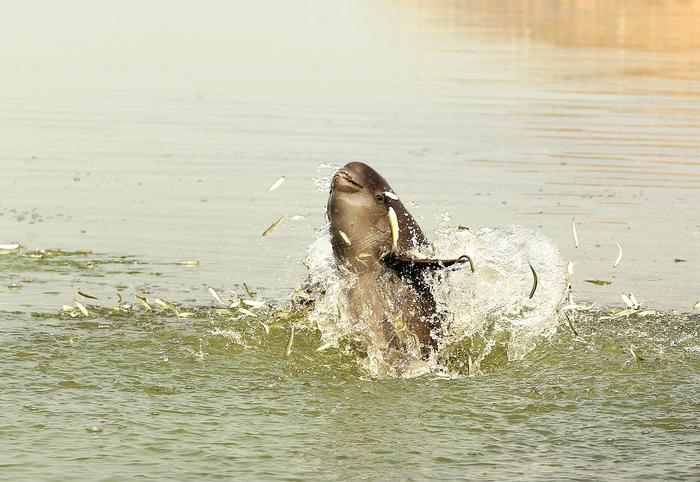 A photo of a Yangtze finless porpoise hunting in Poyang Lake. Photo Credits: Yu Huigong, CC BY-SA