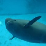 A close-up of a "smiling" Yangtze finless porpoise at the Baiji Dolphinarium of the Institute of Hydrobiology, Chinese Academy of Sciences. Photo Credits: Wang Chaoqun, CC BY-SA