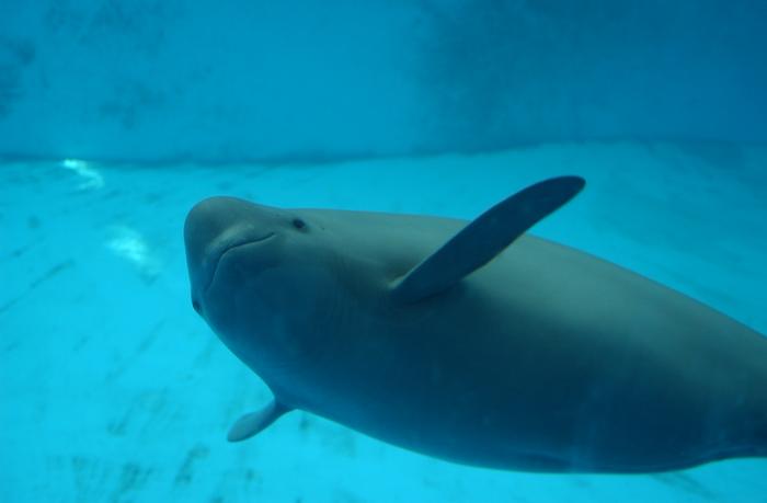 A close-up of a "smiling" Yangtze finless porpoise at the Baiji Dolphinarium of the Institute of Hydrobiology, Chinese Academy of Sciences. Photo Credits: Wang Chaoqun, CC BY-SA