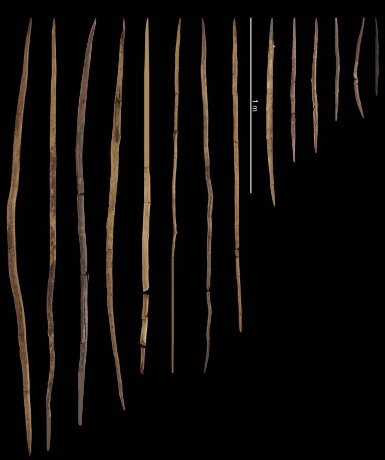 Arsenal of Neanderthal weaponry found at Schöningen in Germany: spears (left) and double-pointed sticks (right), likely for throwing, discovered at the Schöningen Spear Horizon, with reconstructed fragments (photo/©: MINKUSIMAGES, Christa Fuchs, Matthias Vogel / With kind permission of Niedersächsisches Landesamt für Denkmalpflege)