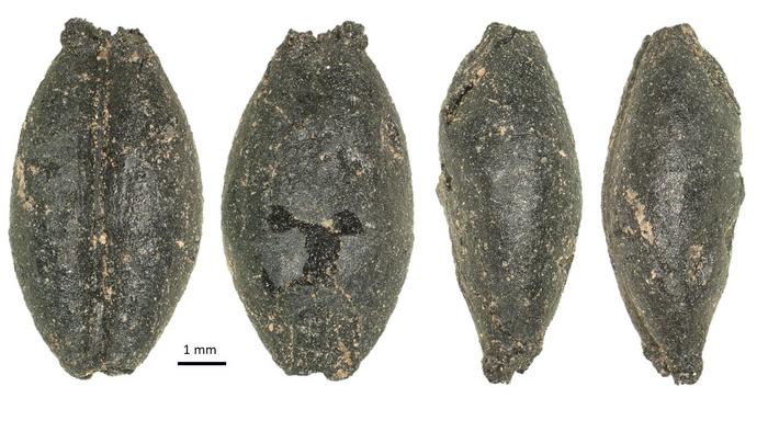 Three views of a prehistoric barley grain from a recently excavated archaeological site in Mongolia; members of the Spengler lab are searching for the routes of spread of farming across Mongolia. Photo Credits: Robert N. Spengler III