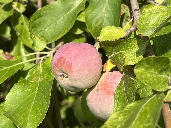 Philosophical Transactions of the Royal Society B origins of domestication The Tien Shan wild apple the progenitor of the modern apple. Studying wild apples is helping researchers from the Max Planck Society better understand the domestication process. Photo Credits: Robert N. Spengler III