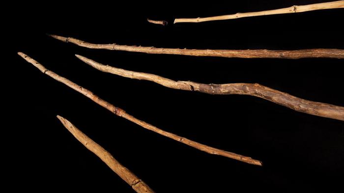 The Schöningen spears as presented at the exhibition of the “Paläon” Research Museum in Schöningen, Germany. Photo Credits: MINKUSIMAGES. With kind permission of the copyright holder: Niedersächsisches Landesamt für Denkmalpflege (NLD)